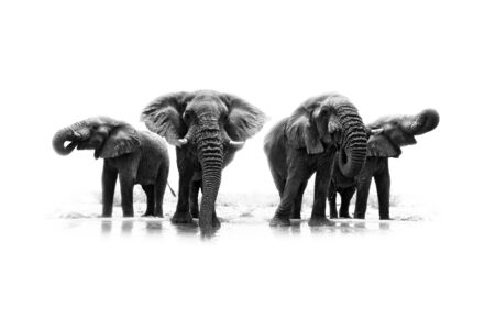 Black and white art photo of African elephant, heard near the water, big tusker from front view drinking water with lift up trunk. Wildlife artistic scene from nature, Etosha NP, Namibia, Africa.の写真素材