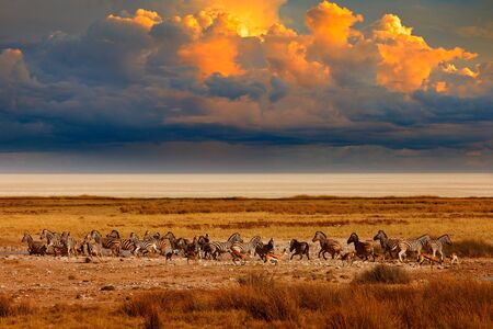 Zebra and storm evening sunset in Etosha Pan in Namibia. Wildlife nature, safari in dry season. African landscape with wild animals, clouds on the sky. Herds of zebra near the water hole in the desertの写真素材