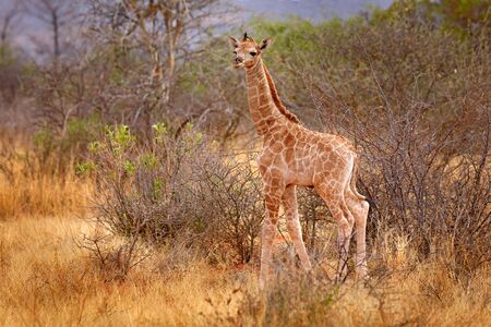 Giraffe babe. Young Giraffe and morning sunrise. Green vegetation with animal portrait. Wildlife scene from nature. Orange light in the forest, Okavango, Botswana, Africa.の写真素材