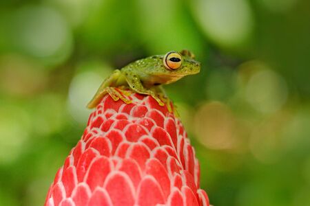 Hypsiboas rufitelus, Red-webbed Tree Frog, tinny amphibian with red flower.  in nature habitat. Frog from Costa Rica, tropic forest. Beautiful animal in jungle, exotic animal from South America.の写真素材