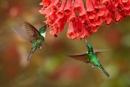 Hummingbirds with flower. Collared Inca, Coeligena torquata, dark green black and white hummingbird flying next to beautiful orange flower, Colombia. Wildlife scene from nature. Female of inca.の写真素材