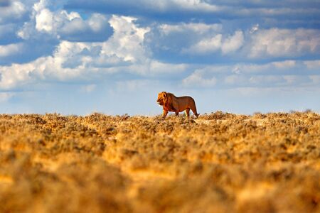 Lion walk. Portrait of African lion, Panthera leo, detail of big animals, Etocha NP, Namibia, Africa. Cats in dry nature habitat, hot sunny day in desert. Wildlife scene from nature. African blue sky.の写真素材