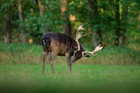Majestic powerful adult Fallow Deer, Dama dama, on the gree grassy meadow with forest, Czech Republic, Europe. Wildlife scene from nature, Europe. tseason in the habitat, animal behaviour.の写真素材