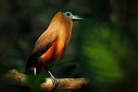 Capuchinbird, Perissocephalus tricolor,  large passerine bird of the family Cotingidae. Wild...