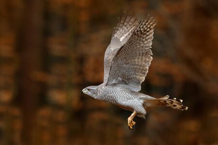 Goshawk flying, bird of prey with open wings with evening sun back light, nature forest habitat, Germany. Wildlife scene from autumn nature. Bird fly landing pn tree trunk in orange vegetation.の写真素材