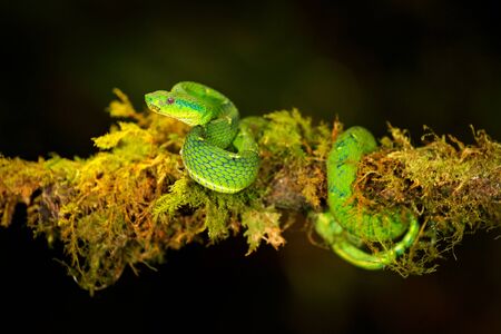 Green Palm-Pitviper, Bothriechis lateralis, danger poison snake in the nature habitat, Tapantí NP, Costa Rica. Venomous green reptile in the nature habitat. Poisonous viper from Central America.の写真素材