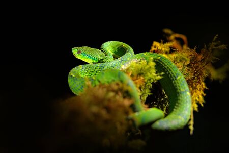 Green Palm-Pitviper, Bothriechis lateralis, danger poison snake in the nature habitat, Tapantí NP, Costa Rica. Venomous green reptile in the nature habitat. Poisonous viper from Central America.の写真素材
