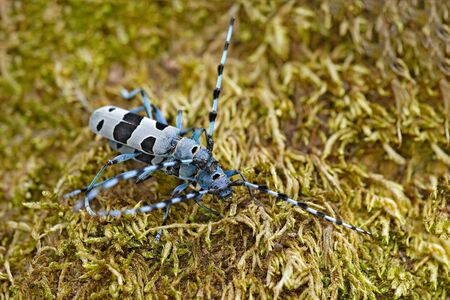 Beautiful blue incest with long feelers. Rosalia Longicorn, Rosalia alpina, in the nature green forest habitat, sitting on the green larch, Czech republic, longhorn beetle.の写真素材