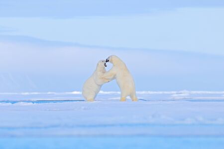 Polar bear dancing fight on the ice. Two bears love on drifting ice with snow, white animals in...