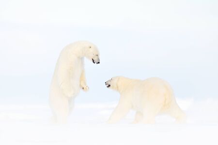 Polar bear dancing fight on the ice. Two bears love on drifting ice with snow, white animals in nature habitat, Svalbard, Norway. Animals playing in snow, Arctic wildlife. Funny image in nature.の写真素材