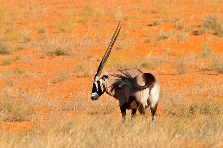 Long horn animal in red sand desert. Gemsbok with orange sand dune evening sunset. Gemsbuck, Oryx gazella, large antelope in nature habitat, Sossusvlei, Namibia. Wild animals in the savannah. Animal wの写真素材