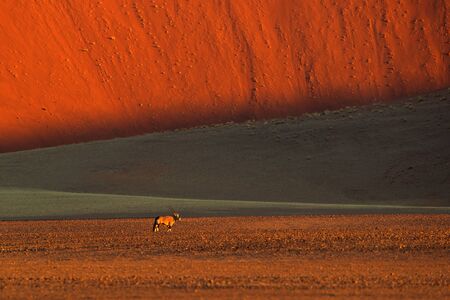 Gemsbok with orange sand dune evening sunset. Gemsbuck, Oryx gazella, large antelope in nature habitat, Sossusvlei, Namibia. Wild animals in the savannah. Animal with big straight antler horn.の写真素材