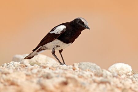 Mountain Wheatear, Myrmecocichla monticola, black and white bird in sand desert in Namibia, dark form bird. Animal behaviour in Africa. Wind in the bird plumage. Wildlife scene from natureの写真素材