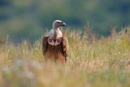 Group of vultures. Griffon Vulture, Gyps fulvus, big birds of prey sitting on rocky mountain, nature...