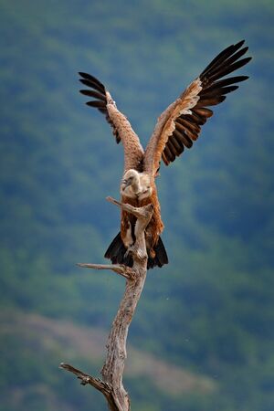 Vulture with open wings.  Griffon Vulture, Gyps fulvus, big birds of prey sitting on rocky mountain,...