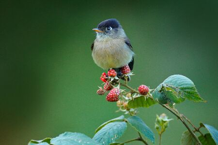 Black-capped flycatcher, Empidonax atriceps. Very small passerine bird in the tyrant flycatcher family, endemic to the highlands of Costa Rica. Small flycatcher sitting on red raspberry branch.の写真素材