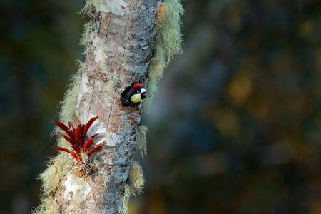 Acorn Woodpecker, Melanerpes formicivorus. Beautiful bird sitting on the green and orange lichen...