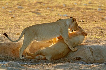 Lions fight in the sand. Lion with open muzzle. Pair of African lions, Panthera leo, detail of big animals, Etosha NP, Namibia in Africa. Cats in nature habitat. Animal behaviour in Namibia.の写真素材