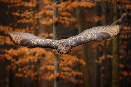 Eurasian Eagle Owl, Bubo bubo, with open wings in flight, forest habitat in background, orange autumn trees. Wildlife scene from nature forest, Russia. Bird in fly, owl behaviour.の写真素材