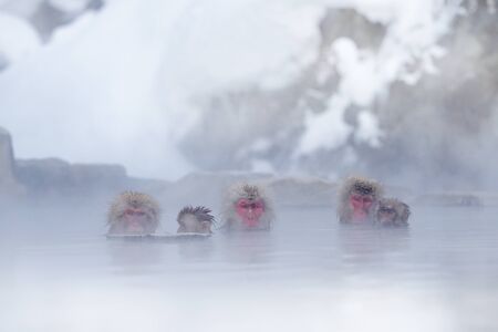 Family in the spa water Monkey Japanese macaque, Macaca fuscata, red face portrait in the cold water...