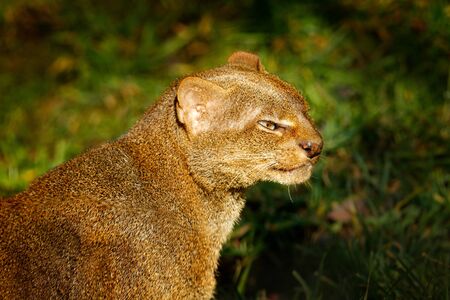 Jaguarundi, Herpailurus yagouaroundi, detail portrait of wild cat in the nature habitat. Jaguarundi in the tropic forest vegetation. Rare animal in the green jungle wildlife, Brazil, South America.の写真素材