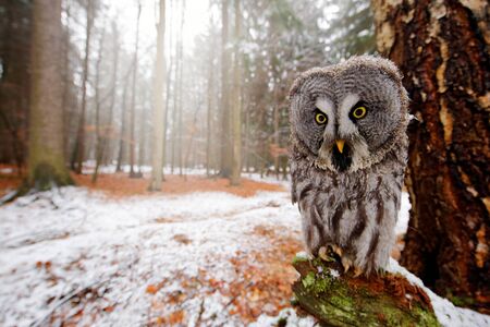 Magic bird Great Gray Owl, Strix nebulosa, hidden behind tree trunk with spruce tree forest in backgrond, wide angle lens photo. Funny bird image in the dark winter forest.の写真素材