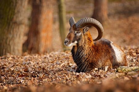 Mouflon, Ovis orientalis, portrait of mammal with big horns, Prague, Czech Republic. Wildlife scene...