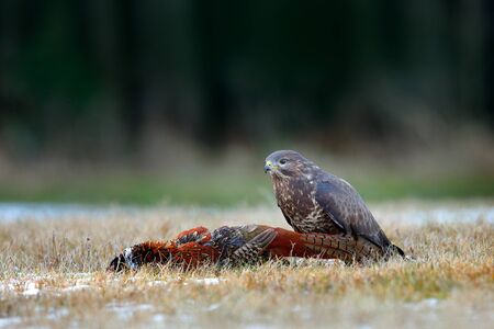 Buzzard with kill pheasant carcass on the forest meadow. Buteo buteo with dead Common Pheasant....