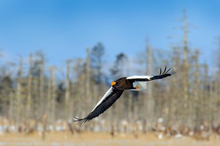 Steller's sea eagle, Haliaeetus pelagicus, flying bird of prey, with forest in background, Hokkaido, Japan. Eagle with nature mountain habitat.の写真素材