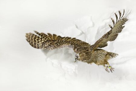 Owl fly with fish. Blakiston's fish owl, Bubo blakistoni, night fly with catch, a sub-group of eagle. Bird hunting in cold water. Wildlife scene from Hokkaido, Japan. Night scene of flying owl.の写真素材