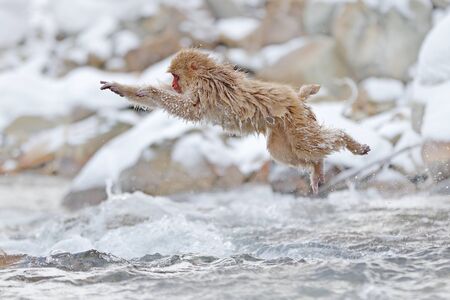 Monkey Japanese macaque, Macaca fuscata, jumping across the river, Japan. Snowy winter in Asia. Funny nature scene with monkey. Animal behaviour in cold winter.の写真素材