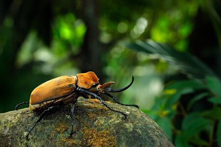 Rhinoceros elephant beetle, Megasoma elephas, big insect from rain forest in Costa Rica. Beetle...