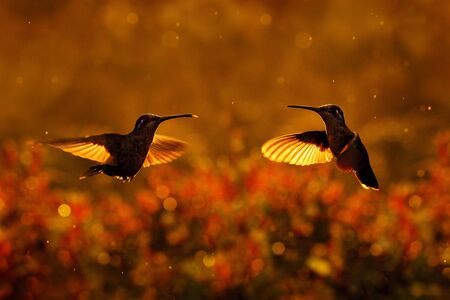 Sunset with hummingbirds in fly. Talamanca admirable hummingbird, Eugenes spectabilis, portrait of beautiful bird with evening light. Wildlife scene from nature.. TapantÃ­ NP, Costa Rica. Wildlife.の写真素材