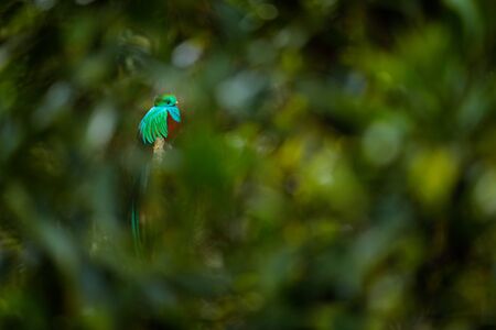 Resplendent Quetzal, Pharomachrus mocinno, from Savegre in Costa Rica with blurred green forest in background. Magnificent sacred green and red bird. Detail forest hidden of Resplendent Quetzal.の写真素材