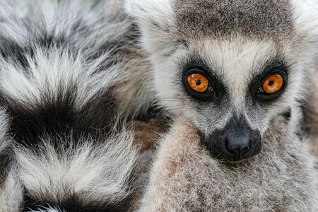 Face with long taill. Detail portrait of cute monkey. Ring-tailed Lemur, Lemur catta, with yellow clear background. Animal from Madagascar, Africa. Close-up photo of monkey.の写真素材