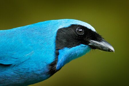 Turquoise jay, Cyanolyca turcosa, detail portrait of beautiful blue bird from tropic forest, Gunago,...