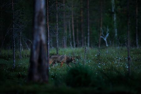 Wolf from Finland. Gray wolf, Canis lupus, in the spring light, in the forest with green leaves....