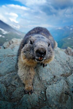 Cute fat animal Marmot, sitting in the grass with nature rock mountain habitat, Alp, Italy. Wildlife...