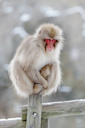Family in the spa water Monkey Japanese macaque, Macaca fuscata, red face portrait in the cold water with fog, animal in the nature habitat, Hokkaido, Japan. Wide angle lens photo with nature habitat.の写真素材