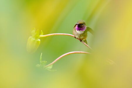 Two hummingbirds with pink flower, in flight. Flight of Purple-throated Woodstar, Calliphlox mitchellii, in the bloom flower, Colombia, wildlife from tropic jungle.の写真素材