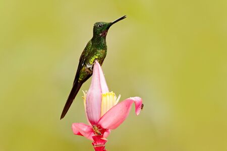 Humminbird frm Colombia  in the bloom flower, Colombia, wildlife from tropic jungle. Wildlife scene from nature. Hummingbird with pink flower, in flight.の写真素材