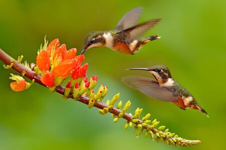 Birds sucking nectar from orange flower bloom.  Flight of Purple-throated Woodstar, Calliphlox mitchellii, in the bloom flower, Colombia.の写真素材