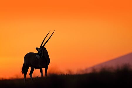Oryx with orange sand dune evening sunset. Gemsbock large antelope in nature habitat, Sossusvlei, Namibia. Wild desert. Gazella beautiful iconic gemsbok antelope from Namib desert, sunrise Namibia. の写真素材