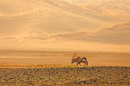 Oryx gazella beautiful iconic gemsbok antelope from Namib desert, Namibia. Oryx with orange sand dune evening sunset. Gemsbock large antelope in nature habitat, Sossusvlei, Namibia. の写真素材
