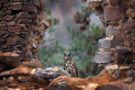 Eagle Owl, Bubo bubo, with open wings in flight, forest habitat in background, orange autumn trees. Wildlife scene from nature forest, Germany. Bird in fly, owl behaviour. Forest owl in fly.の写真素材