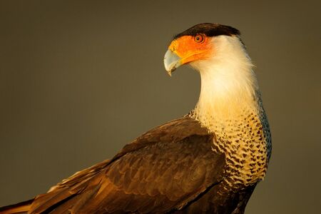 Caracara, sitting on sand beach, Corcovado NP, Costa Rica. Southern Caracara plancus, in morning light. Bird of prey eating turtle egga. Wildlife scene from nature, Central America. Sea beach.の写真素材