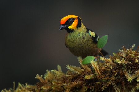 Flame-faced tanager, Tangara parzudakii, sitting on beautiful mossy branch. Bird from Mindo, Ecuador. Birdwatching in South America. Animal in the green forest.の写真素材
