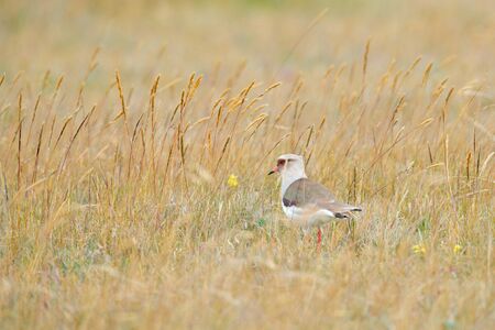 Andean lapwing, Vanellus resplendens, bird sitting in the grass, Antisana, Ecuador, South America. Bird in the habitat. Wildlife scene from nature.の写真素材