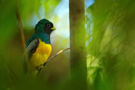 Guianan Trogon, Trogon violaceus, yellow and dark blue exotic tropical bird sitting on thin branch...
