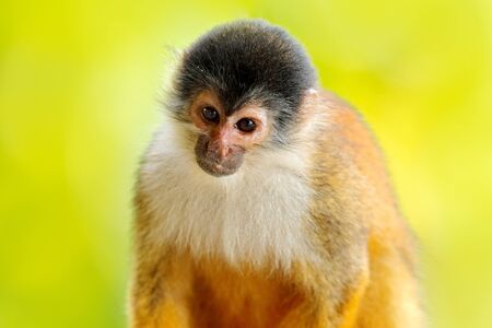 Monkey, long tail in tropic forest. Squirrel monkey, Saimiri oerstedii, sitting on the tree trunk with green leaves, Corcovado NP, Costa Rica. Monkey in the tropic forest vegetation. Wildlife nature.の写真素材